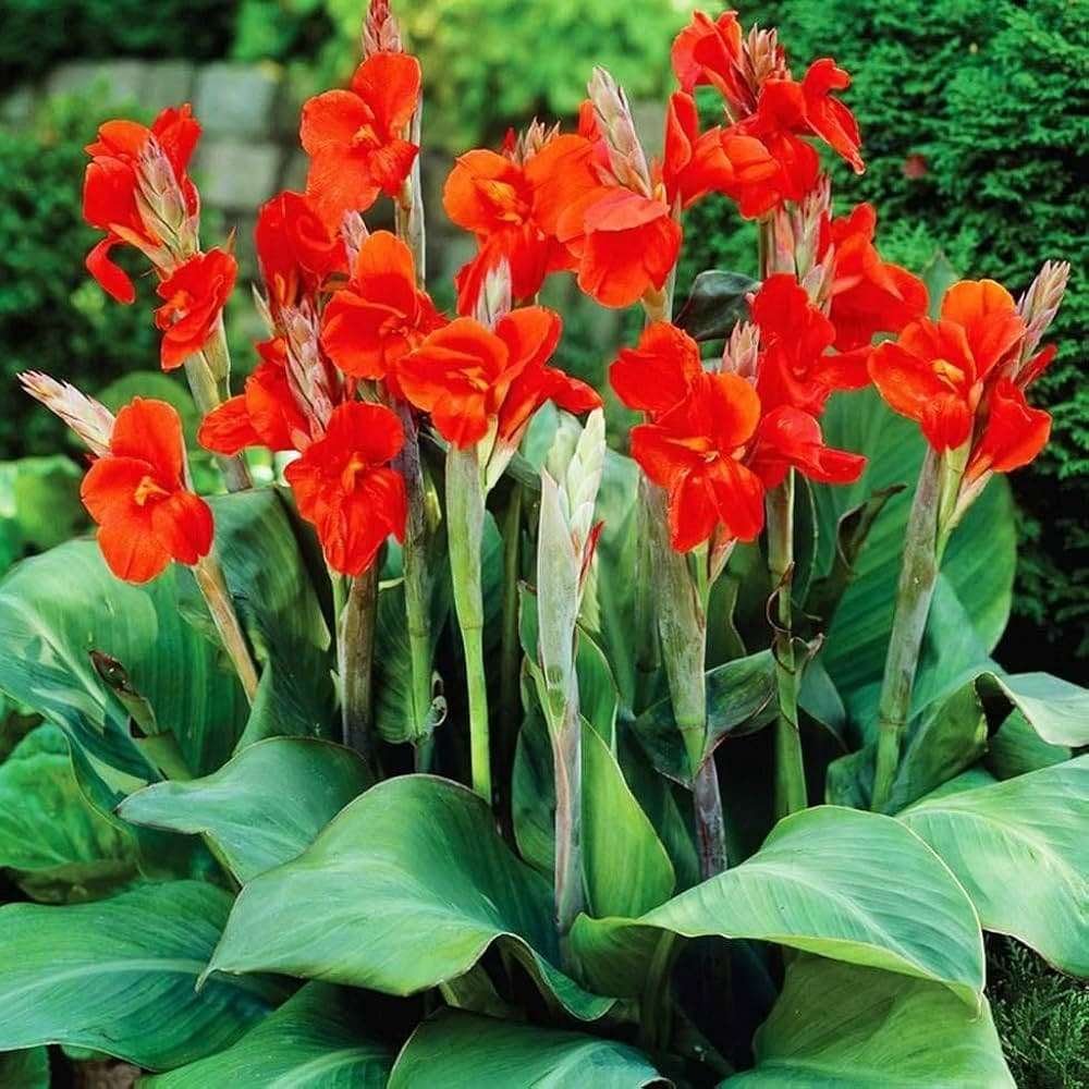 CANNA RED